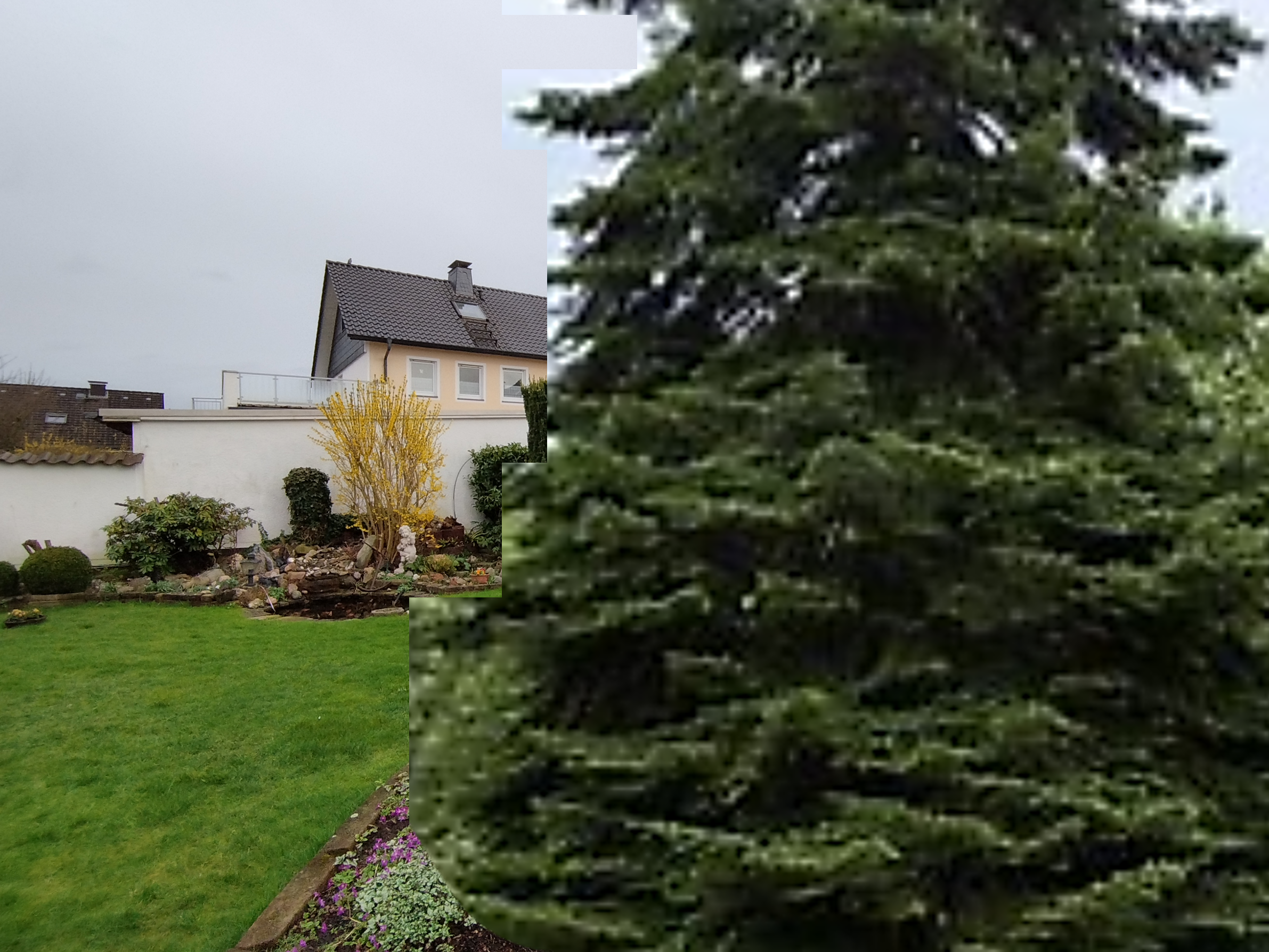 Blick in den Garten mit der großen Nordmanntanne im Vordergrund